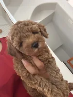 Poby, a male Poodle - Toy  for sale in Coppell, TX – 1 of 9