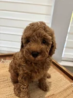 Poby, a male Poodle - Toy  for sale in Coppell, TX – 9 of 9