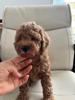 Poby, a male Poodle - Toy  for sale in Coppell, TX – 7 of 9