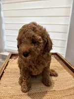 Poby, a male Poodle - Toy  for sale in Coppell, TX – 8 of 9