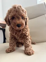 Poby, a male Poodle - Toy  for sale in Coppell, TX – 4 of 9