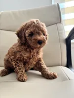 Poby, a male Poodle - Toy  for sale in Coppell, TX – 3 of 9