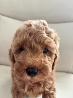 Poby, a male Poodle - Toy  for sale in Coppell, TX – 6 of 9