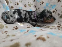 Lavender Collar , a female Miniature Dachshund for sale in Charlotte, NC – 2 of 7