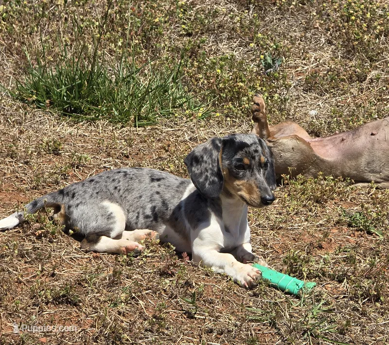 Nawi – Miniature Dachshund puppy for sale in Charlotte, NC