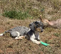 Nawi, a female Miniature Dachshund for sale in Charlotte, NC – 1 of 3
