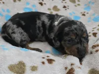 White Collar , a male Miniature Dachshund for sale in Charlotte, NC – 2 of 4