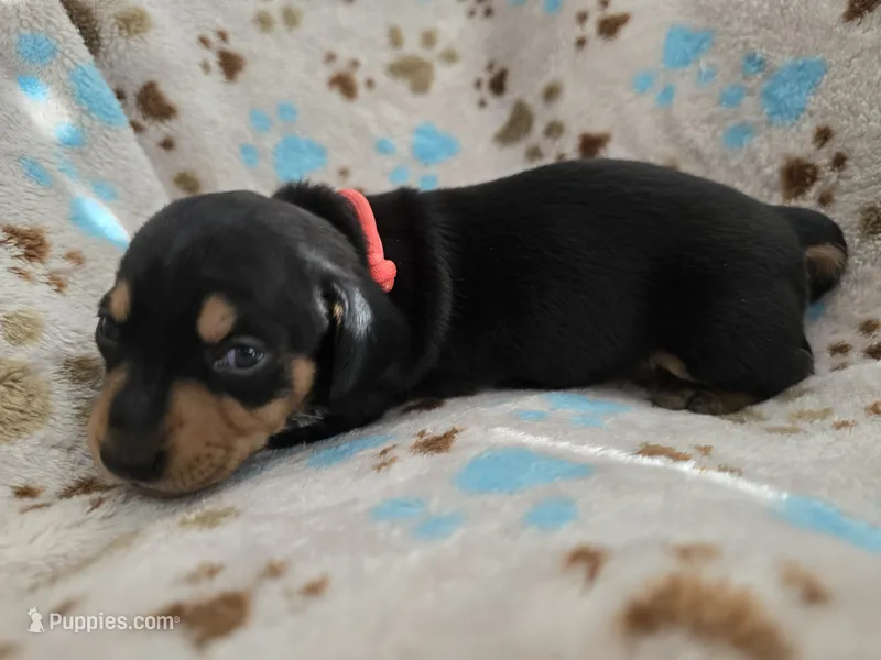 Peach Collar  – Miniature Dachshund puppy for sale in Charlotte, NC