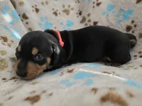 Peach Collar , a female Miniature Dachshund for sale in Charlotte, NC – 1 of 4