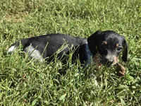 Orange collar (Price Drop), a female Miniature Dachshund for sale in Charlotte, NC – 1 of 10