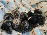 Royal Blue collar , a female Miniature Dachshund for sale in Charlotte, NC – 3 of 5