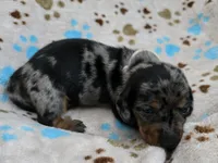 White Collar , a male Miniature Dachshund for sale in Charlotte, NC – 4 of 4