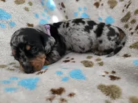 Lavender Collar , a female Miniature Dachshund for sale in Charlotte, NC – 6 of 7