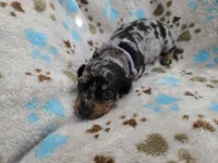 Lavender Collar , a female Miniature Dachshund for sale in Charlotte, NC – 4 of 7
