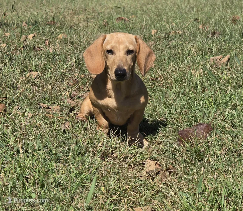 Baako  – Miniature Dachshund puppy for sale in Charlotte, NC