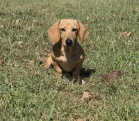Baako , a male Miniature Dachshund for sale in Charlotte, NC – 1 of 2