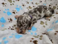 Purple Collar , a male Miniature Dachshund for sale in Charlotte, NC – 4 of 4