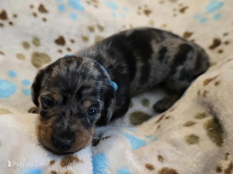 Royal Blue collar  – Miniature Dachshund puppy for sale in Charlotte, NC