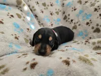 Peach Collar , a female Miniature Dachshund for sale in Charlotte, NC – 3 of 4