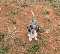 Nawi, a female Miniature Dachshund for sale in Charlotte, NC – 2 of 3