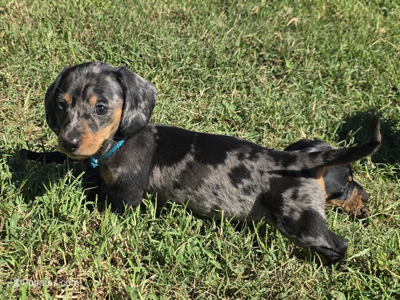 Royal Blue Collar (Price Drop) – Miniature Dachshund puppy for sale in Charlotte, NC