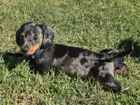 Royal Blue Collar (Price Drop), a female Miniature Dachshund for sale in Charlotte, NC – 1 of 9