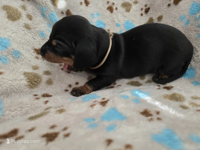 Tan Collar  – Miniature Dachshund puppy for sale in Charlotte, NC
