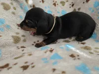 Tan Collar , a male Miniature Dachshund for sale in Charlotte, NC – 1 of 5