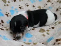 Orange collar , a female Miniature Dachshund for sale in Charlotte, NC – 3 of 5