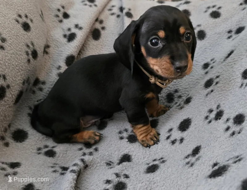 Tan Collar  – Miniature Dachshund puppy for sale in Charlotte, NC