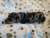 Royal Blue collar , a female Miniature Dachshund for sale in Charlotte, NC – 4 of 5
