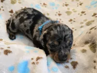 Royal Blue collar , a female Miniature Dachshund for sale in Charlotte, NC – 2 of 5