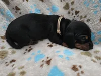 Tan Collar , a male Miniature Dachshund for sale in Charlotte, NC – 5 of 5
