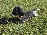 Orange collar (Price Drop), a female Miniature Dachshund for sale in Charlotte, NC – 2 of 10