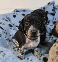 Brown Collar, a male Miniature Dachshund for sale in Charlotte, NC – Photo 1 of 6