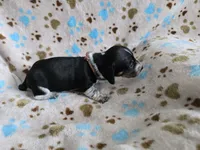 Brown Collar, a male Miniature Dachshund for sale in Charlotte, NC – Photo 5 of 6