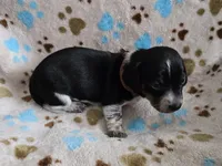 Brown Collar, a male Miniature Dachshund for sale in Charlotte, NC – Photo 4 of 6