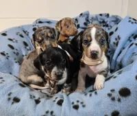 Brown Collar, a male Miniature Dachshund for sale in Charlotte, NC – Photo 2 of 6
