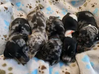 White Collar , a male Miniature Dachshund for sale in Charlotte, NC – 3 of 4