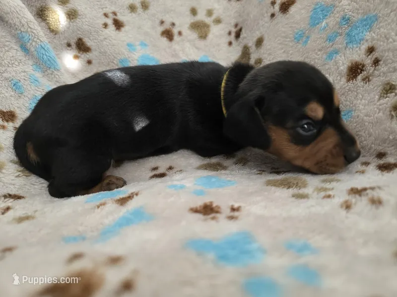 Yellow Collar  – Miniature Dachshund puppy for sale in Charlotte, NC