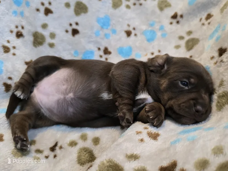 Princess  – Miniature Dachshund puppy for sale in Charlotte, NC