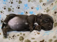 Princess , a female Miniature Dachshund for sale in Charlotte, NC – 1 of 3