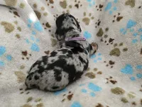 Lavender Collar , a female Miniature Dachshund for sale in Charlotte, NC – 5 of 7