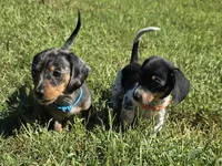 Royal Blue Collar (Price Drop), a female Miniature Dachshund for sale in Charlotte, NC – 3 of 9