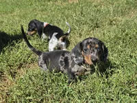 White Collar (Price Drop), a male Miniature Dachshund for sale in Charlotte, NC – 4 of 5