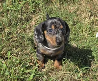 White Collar (Price Drop), a male Miniature Dachshund for sale in Charlotte, NC – 3 of 5