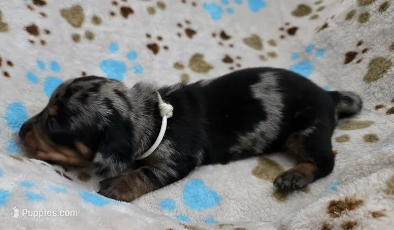 White Collar  – Miniature Dachshund puppy for sale in Charlotte, NC