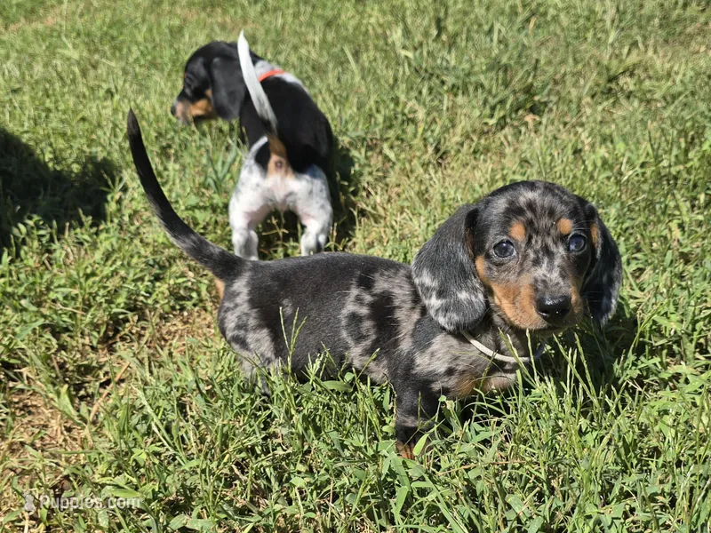 White Collar (Price Drop) – Miniature Dachshund puppy for sale in Charlotte, NC