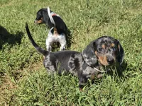 White Collar (Price Drop), a male Miniature Dachshund for sale in Charlotte, NC – 1 of 5