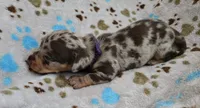Purple Collar , a male Miniature Dachshund for sale in Charlotte, NC – 2 of 4